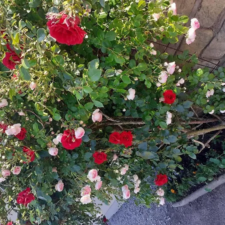 An-der-bastei-i-mit-garten *